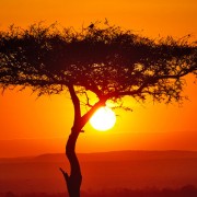 Sonnenuntergang in Afrika mit Baum
