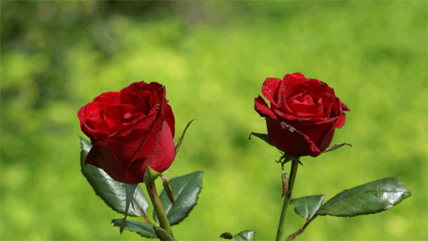 rosen-singles-liebe